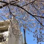 2014-03-31 桜 (2)